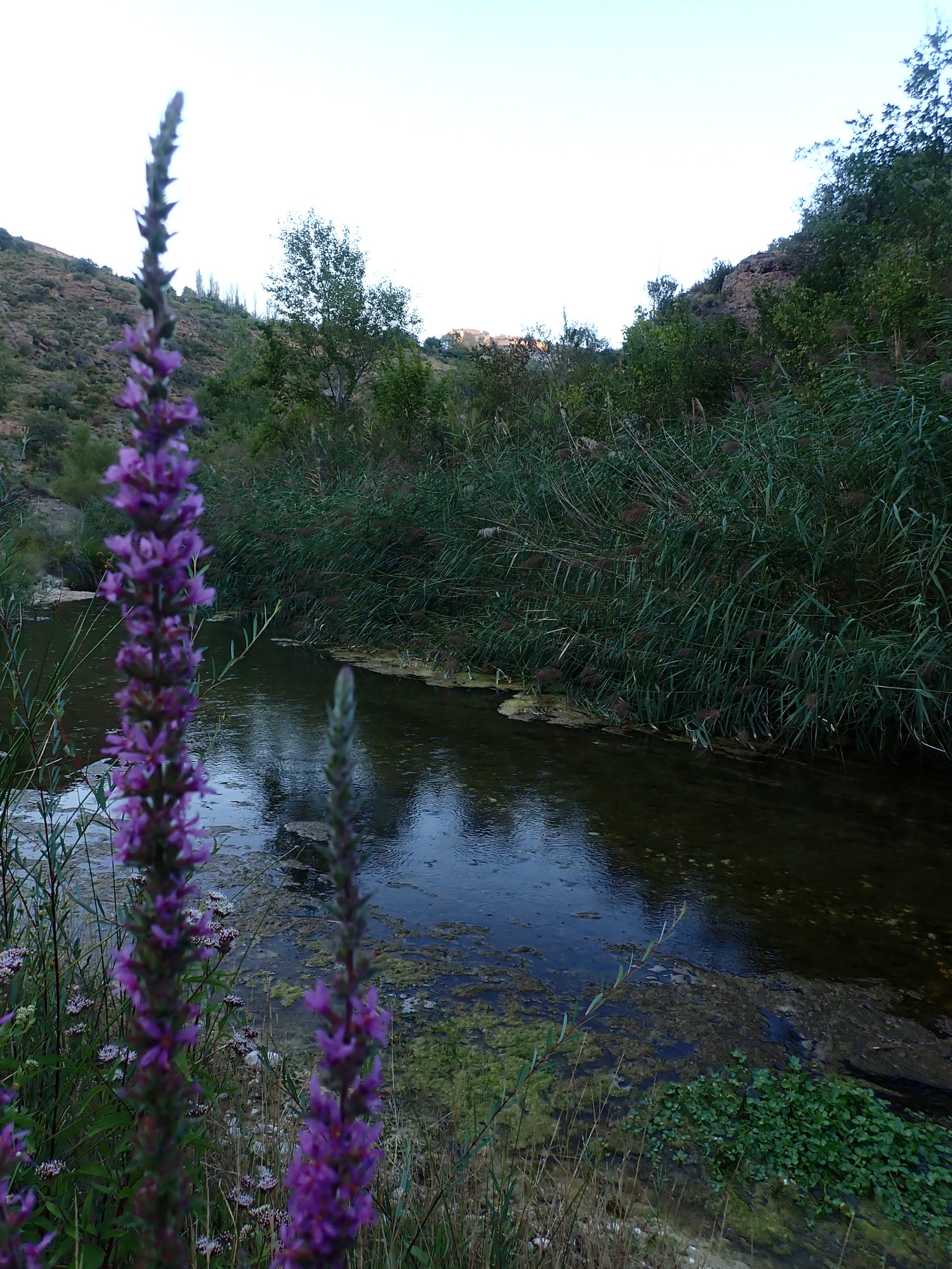 La orilla del río Vero