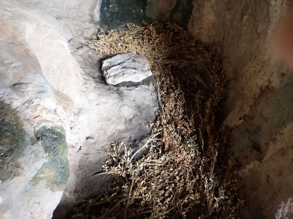 Cama de boj en un rincón de la cueva La Cueva del Cortante